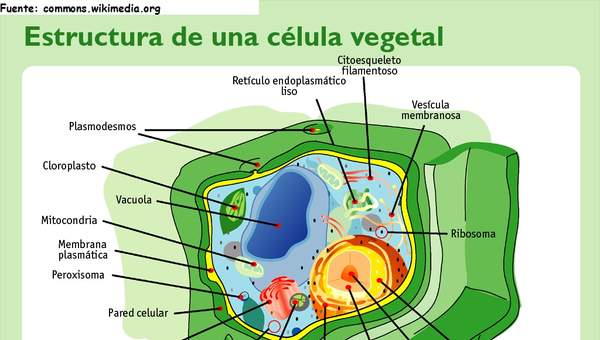 Célula vegetal rotulada