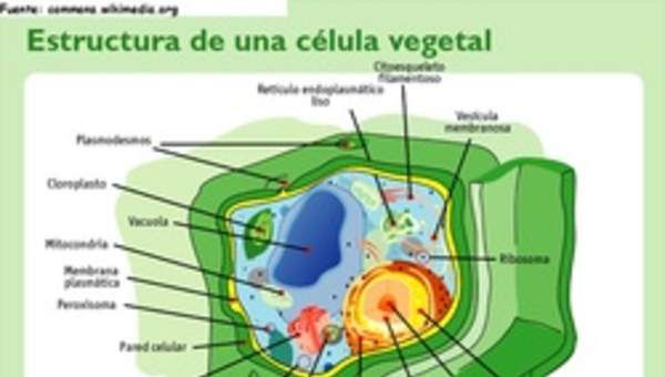 Célula vegetal rotulada