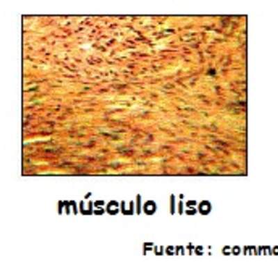 Tipos de tejidos musculares