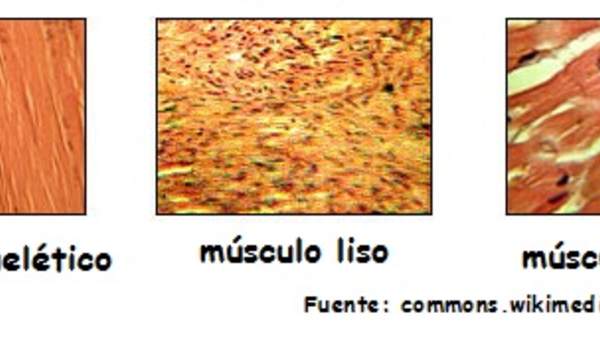 Tipos de tejidos musculares