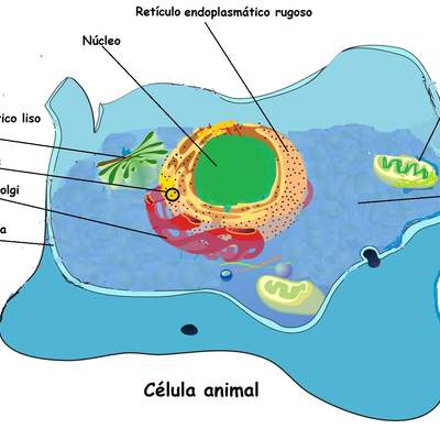 Célula animal