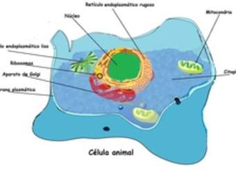 Célula animal