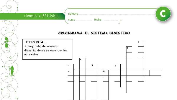 Crucigrama la digestión