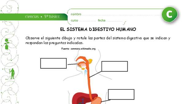 El sistema digestivo