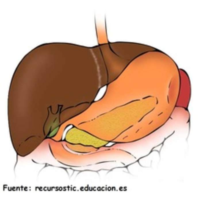 Estómago, higado y pancreas