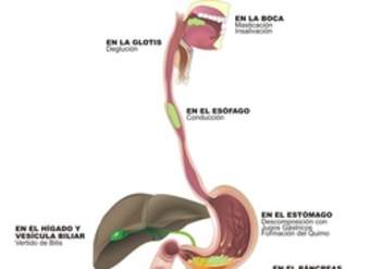 Función organos digestivo