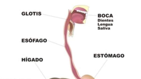 Organos digestivo rotulado