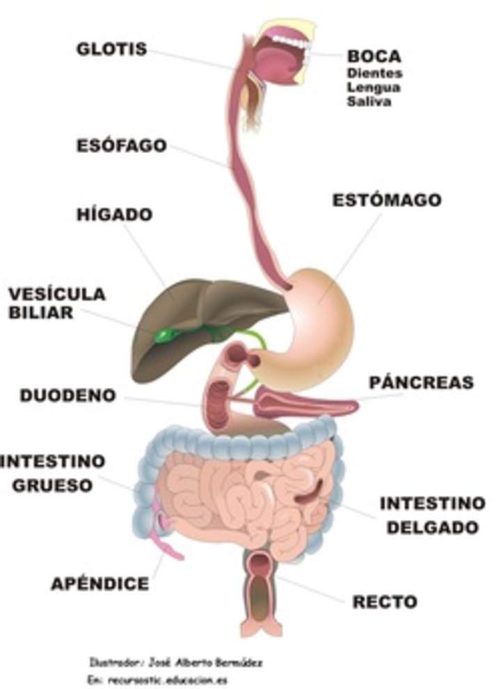 Organos digestivo rotulado