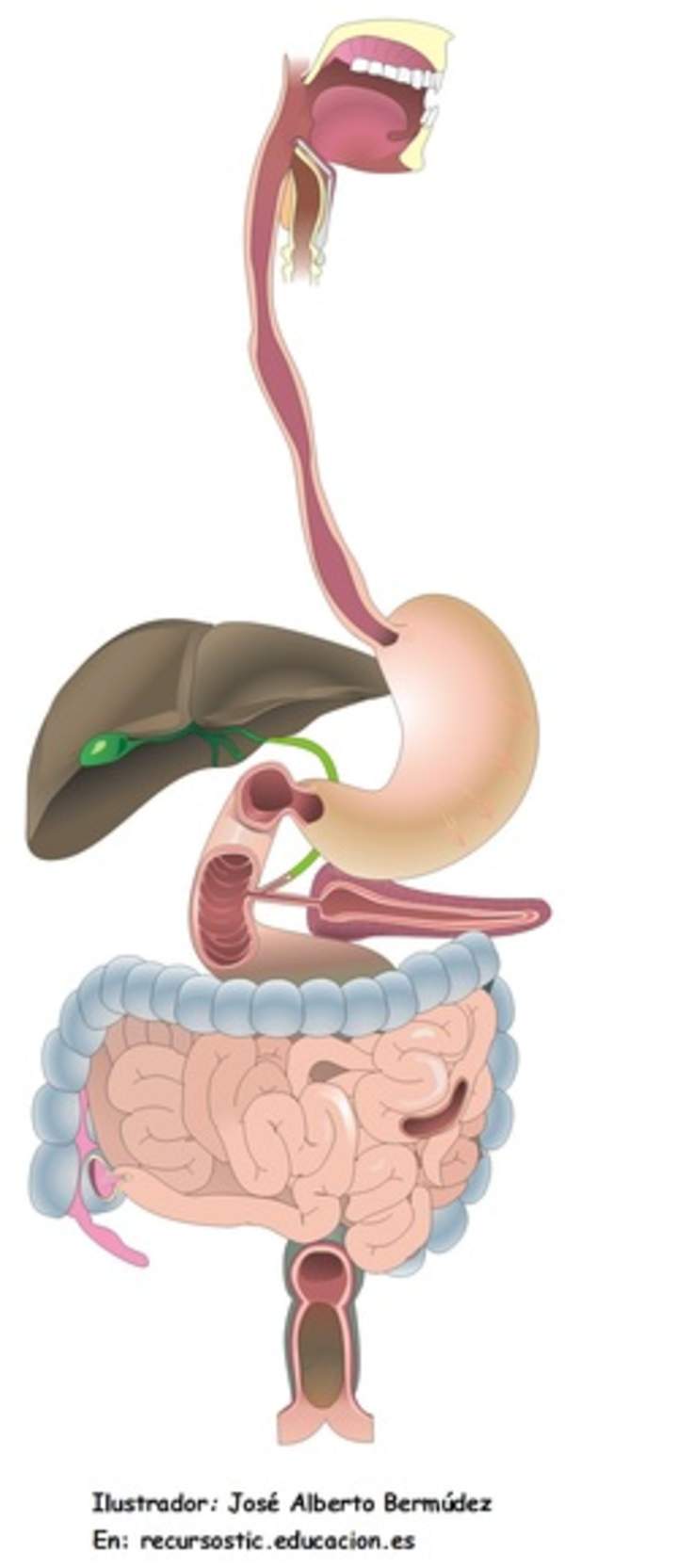 Organos digestivo sin rotular