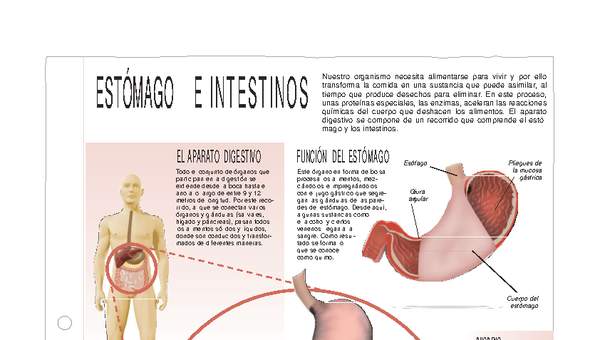 Estómago e intestinos