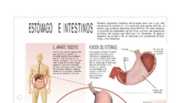 Estómago e intestinos