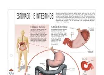 Estómago e intestinos