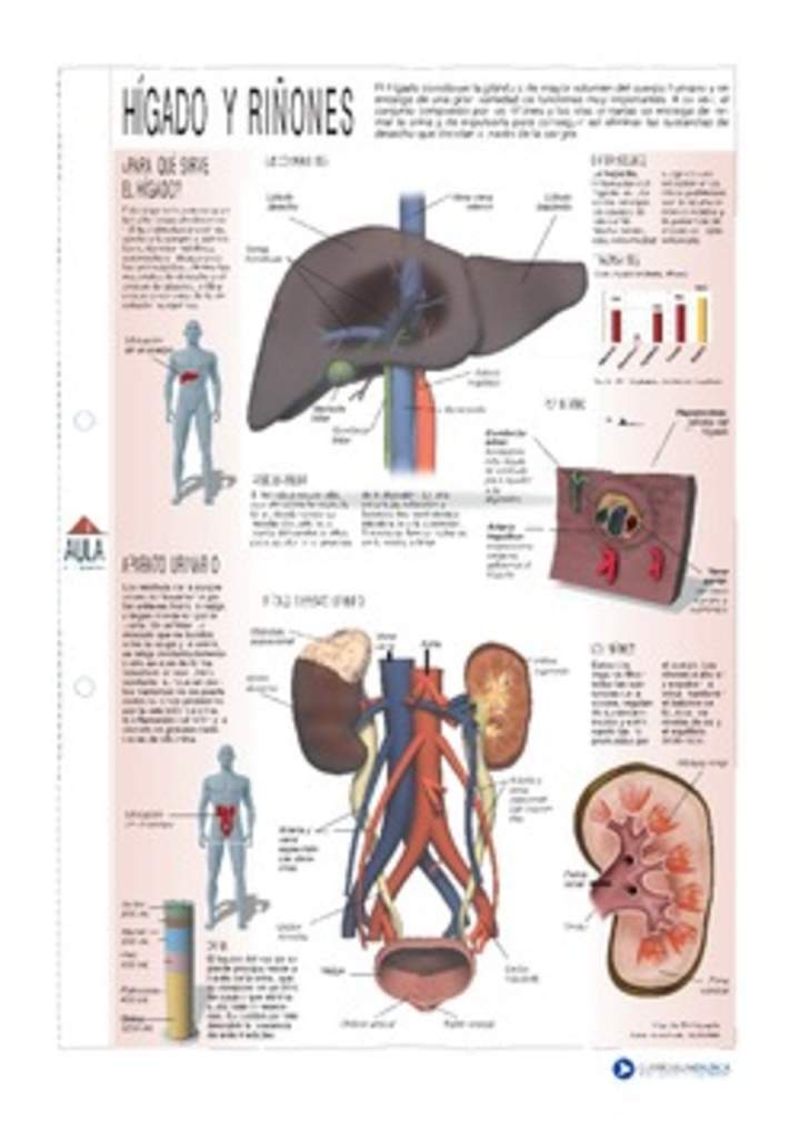 Hígado y riñones