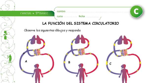 Función del sistema circulatorio