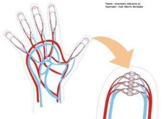 Capilares de la mano
