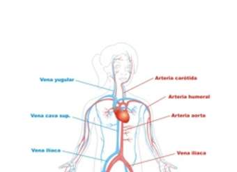 Sistema circulatorio