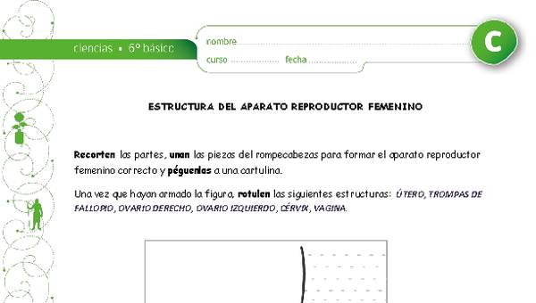 Estructura aparato reproductor femenino