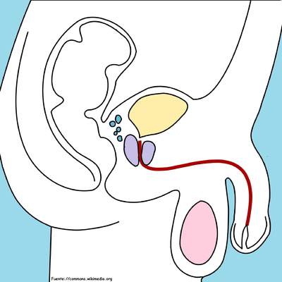 Aparato reproductor masculino