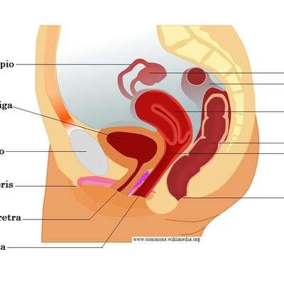 Aparato reproductor femenino vista lateral