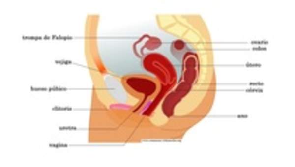 Aparato reproductor femenino vista lateral