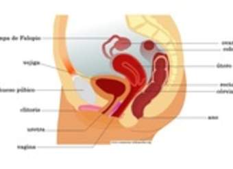 Aparato reproductor femenino vista lateral