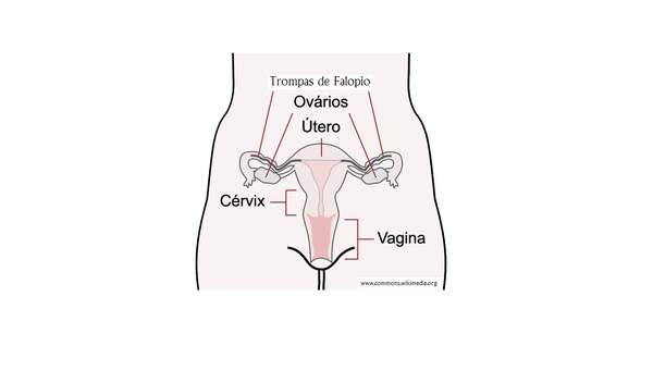 Sistema reproductor femenino rotulado