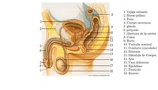 Sistema reproductor masculino