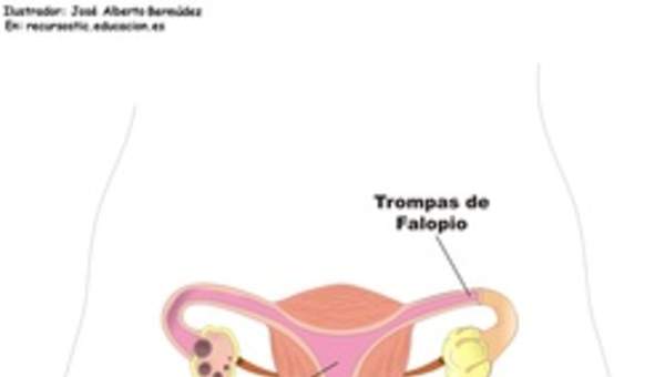 Aparato reproductor femenino frontal