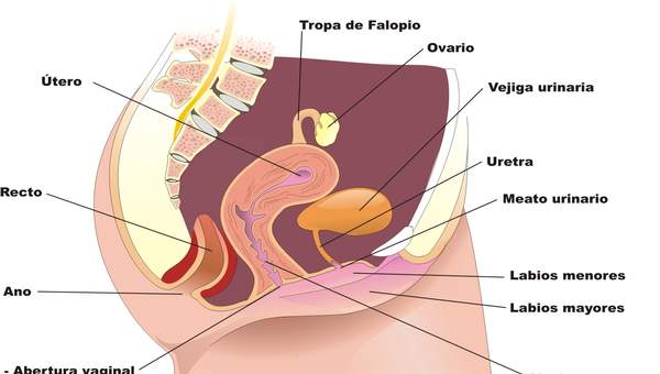 Aparato reproductor femenino lateral