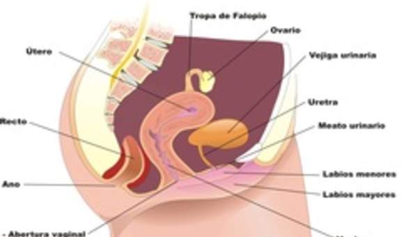 Aparato reproductor femenino lateral