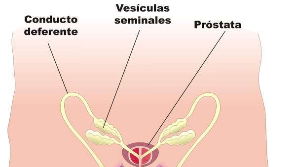 Aparato reproductor masculino frontal