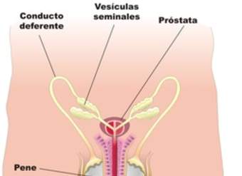 Aparato reproductor masculino frontal