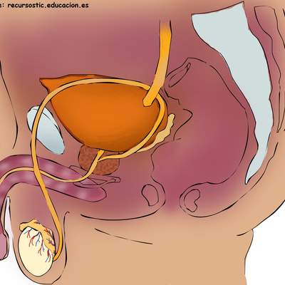 Aparato reproductor masculino lateral