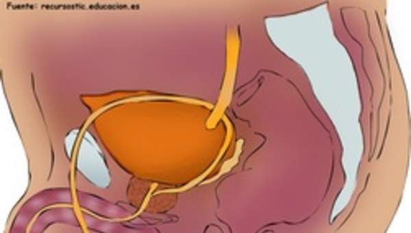 Aparato reproductor masculino lateral