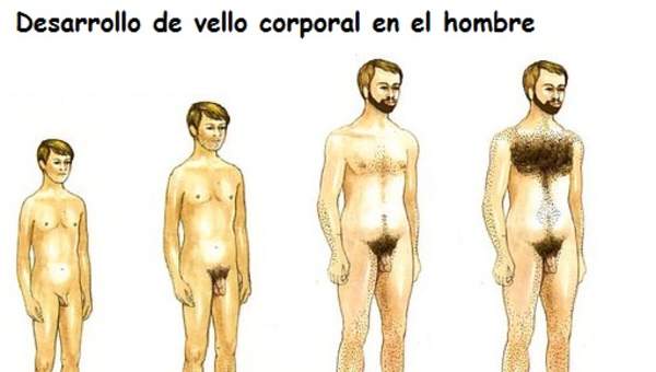 Pubertad, hombre y vellos