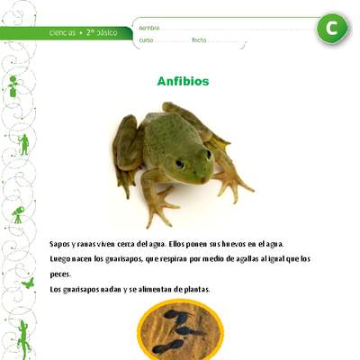 Ciclo de vida de los sapos y ranas