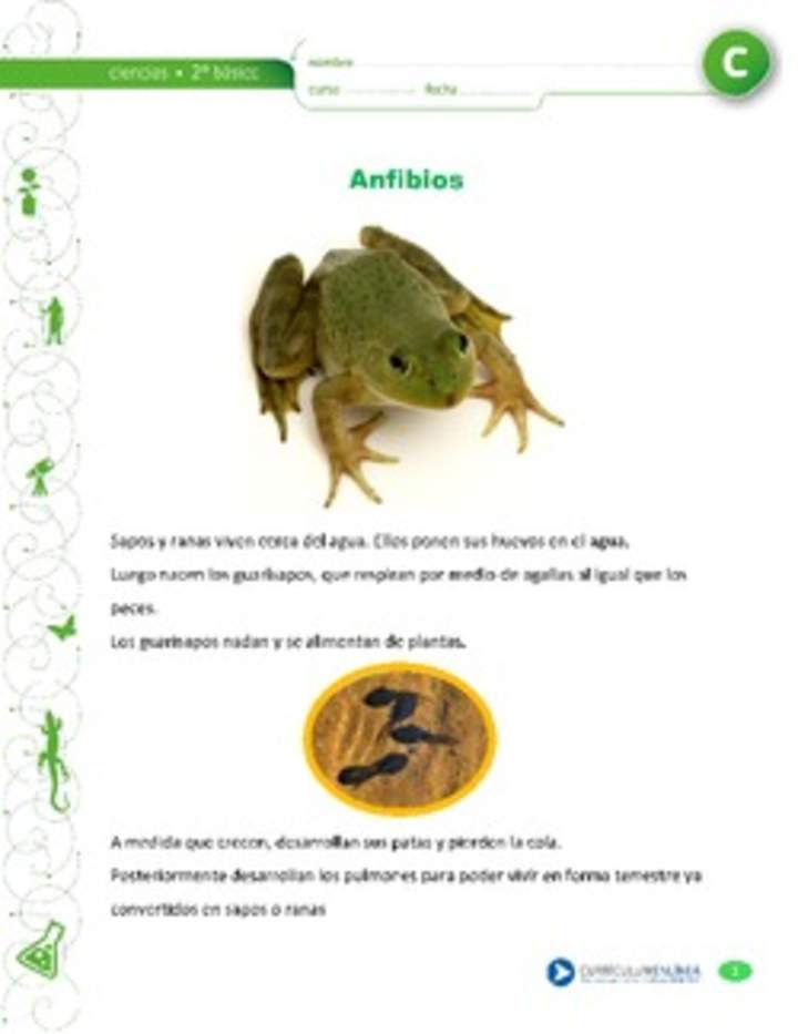 Ciclo de vida de los sapos y ranas