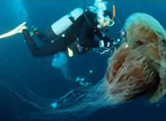 Video: Las Medusas en Chile