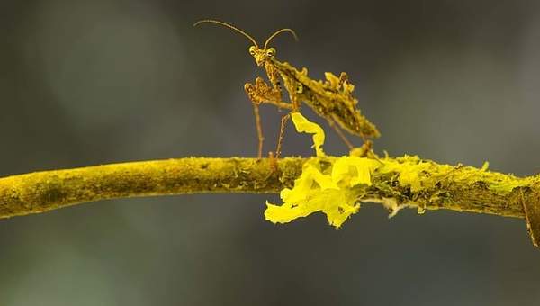 Biodiversidad