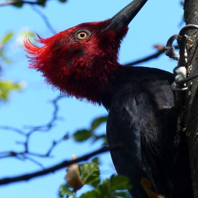 Pájaro carpintero - https://pixabay.com/