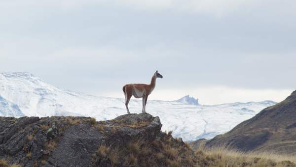 Vicuña - https://pixabay.com/