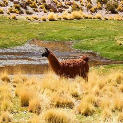 Llama - https://pixabay.com/