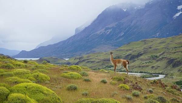 Llama en parque - https://pixabay.com/