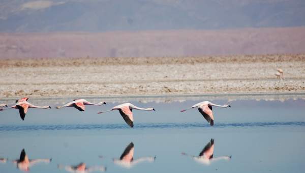 Flamencos  https://pixabay.com/