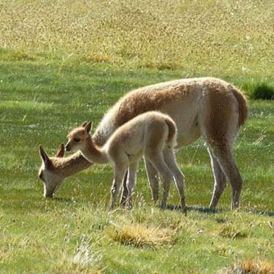 Vicuñas - https://pixabay.com/