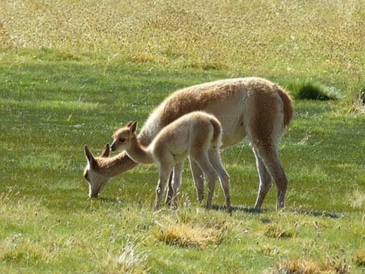 Vicuñas - https://pixabay.com/