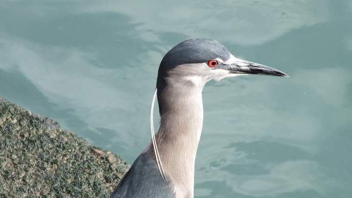 Blue heron - https://pixabay.com/