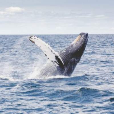 Ballena Jorobada - https://pixabay.com/