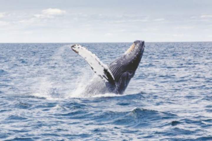 Ballena Jorobada - https://pixabay.com/