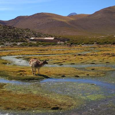 Llama bebiendo - https://pixabay.com/